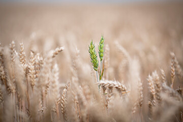 Fototapeta premium Green spikelets of wheat on a field with ripe wheat.