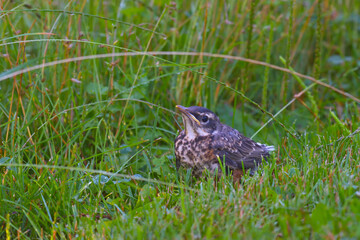 The second brood of Robin Chicks this Summer in Upstate NY.  First flight of chick lands it in the lawn.