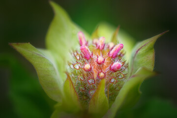 Beautiful Beebalm Blooming Before Day Break in our Backyard