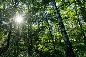 Obraz premium Wald mit Sonnenstrahlen
