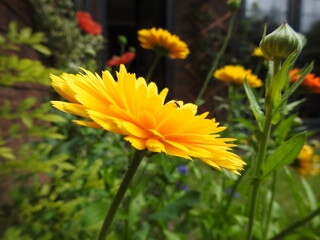 yellow daisy like flower