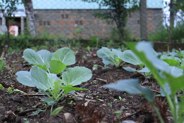tools in the garden