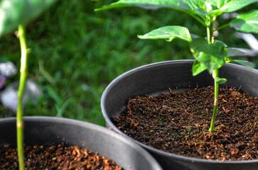 young chili seeds in a black plastic pot. young plant in soil