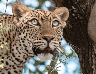 leopard in the tree; Leopard on a tree; leopard resting; leopard looking at prey; leopard watching;...