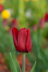 Fototapeta premium Dark red tulips. Tulip bud among green leaves. Young plants. Blooming flowers. Crop. Selective focus.