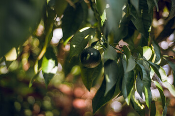 olive branch