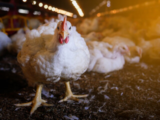 White chicken standing on the ground in farm house of agriculture business 
