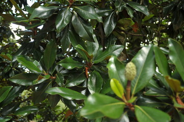 Plantes et arbres tropical