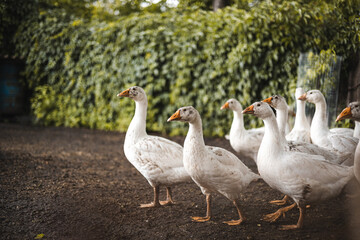 Household, adult geese, wet and dirty geese