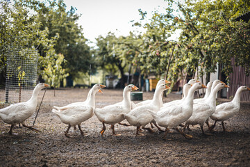 Household, adult geese, wet geese in the rain