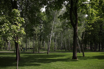 Fototapeta premium green well-groomed beautiful park near the lake