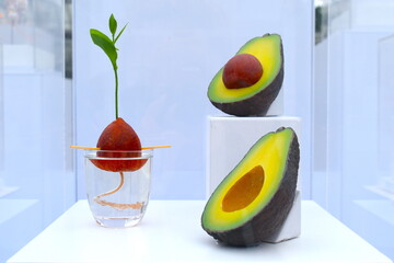 Regrowing avocado Persea americana at home here in Europe by just leaving the stone to root in...