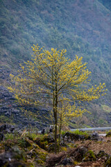 Landscape Ha Giang in Vietnam