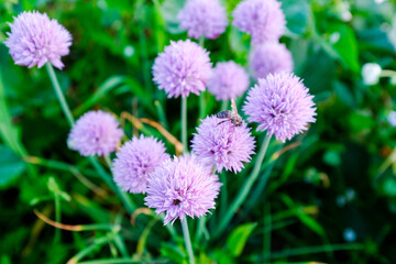 Blossoming herbal chives growing and flowering in a garden. Green background with light purple flowering chives for publication, design, poster, calendar, post, screensaver, banner, cover, website