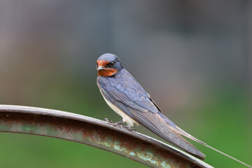 village swallow on the fence