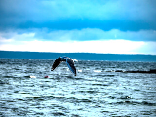 Obraz premium gull flies over the lake in the morning