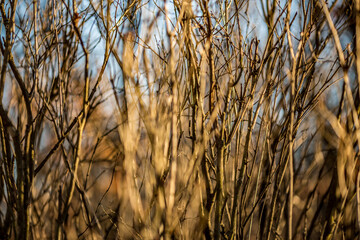 Fototapeta premium Wall of leafless bushes. Forest perspective at the golden hour. Selective focus with shallow depth of field, blurred background. Warm evening colors.