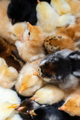 A group of newborn chicks. Close-up. Breeding chickens at home. Poultry on the farm. Vertical photo. Selective focus