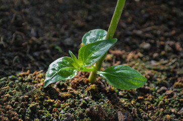 sprout. details of young chili seedlings with fresh leaves growing over farmland in sunny morning