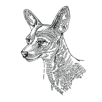 Toy terrier dog. Little cute doggy. The black and white portrait of a dog  isolated on the white background. Animal head cuts or pen and ink stipple  drawings. Vector hand drawing Illustration.