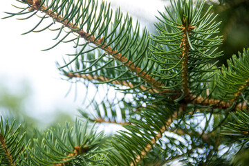 Branches of a coniferous tree. Spruce. Photo of nature.