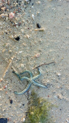 Starfish