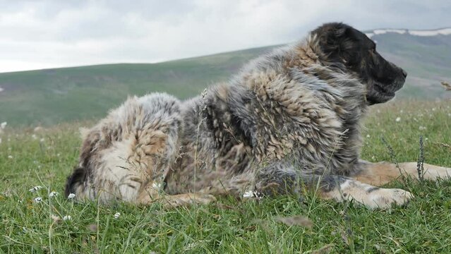 many large shaggy dogs in the mountains are used by shepherds to help herd and protect herds of cattle from predators.
