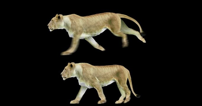 Set of lioness walking and running realistic animation. An isolated animal video including an alpha channel allows to add background in post-production. Element for visual effects.