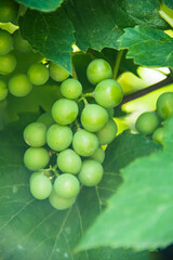 Green unripe bunch of grapes on a branch. Grape. Photo of nature.
