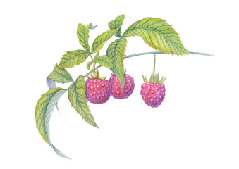 watercolor image of a raspberry branch with berries and leaves