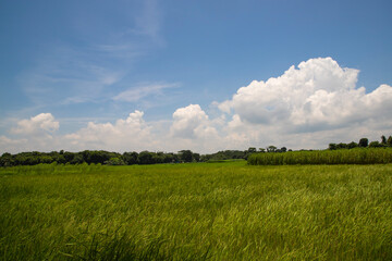 Beautiful Green rice fields  with contrasting  Cloudy skies