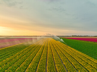 Irrigation of fields of tulips in The Netherlands.