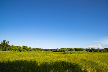 Beautiful Green rice fields  with contrasting  Blue skies  