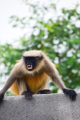 A beautiful monkey on the roof of the house