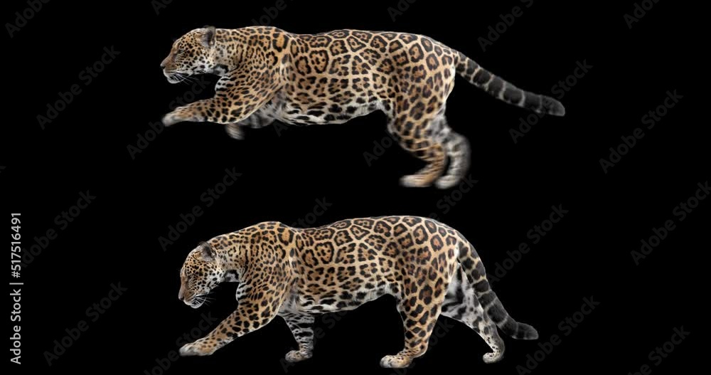 Wall mural set of jaguar walking and running realistic animation. isolated animal video including alpha channel