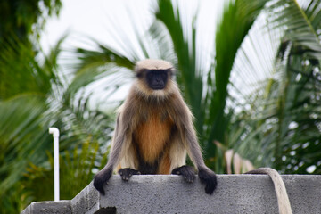 Fototapeta premium A beautiful monkey on the roof of the house