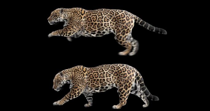 Set of jaguar walking and running realistic animation. Isolated animal video including alpha channel allows to add background in post-production. Element for visual effects in cinema.