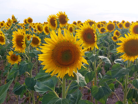 Natural sunflowers landscape agricultural farm