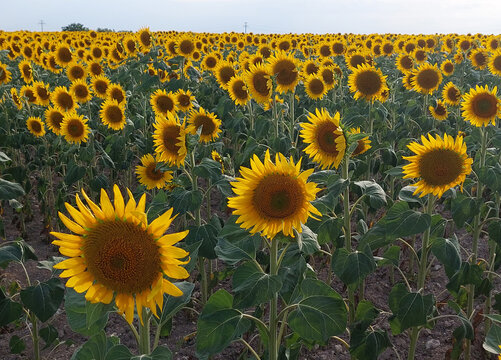Natural sunflowers landscape agricultural farm
