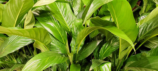 green leaves beautiful tropical plants that can be used as background