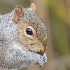 Grey Squirrel close up eating 