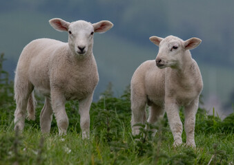 Lambs Looking for adventure
