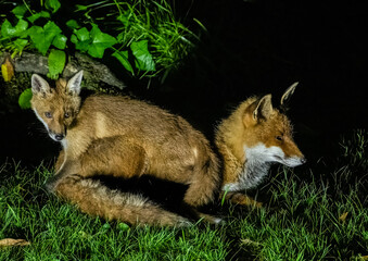 Nocturnal urban Vixen and Cub lit by Garden light