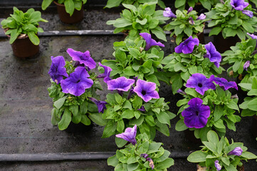 Fototapeta na wymiar Close up of purple petunias in pots blooming. Growing petunias in a greenhouse