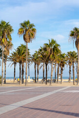 Fototapeta na wymiar Summer vibes on the sunny autumn beach of Malvarrosa in Valencia, Spain. A long embankment avenue with palm trees on the sea coast attracts vacationers to solitary walks along the bubbling foamy waves