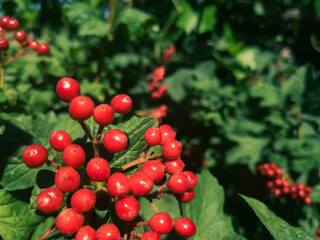 Bunch of red gilaburu in front of a blury green garden background, selective focus. 