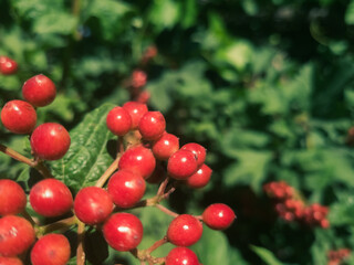 Bunch of red gilaburu in front of a blury green garden background, selective focus. 