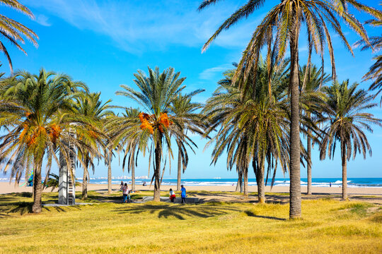Summer vibes on the sunny autumn beach of Malvarrosa in Valencia, Spain. A long embankment avenue with palm trees on the sea coast attracts vacationers to solitary walks along the bubbling foamy waves