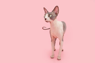 Sphynx cat walking and looking away. Isolated on pink pastel background
