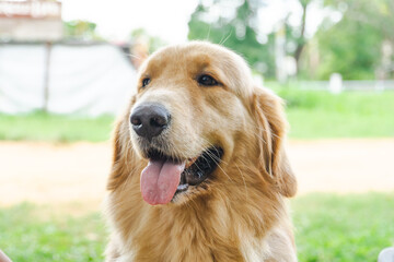 Fototapeta premium Dog close up smile with nature background